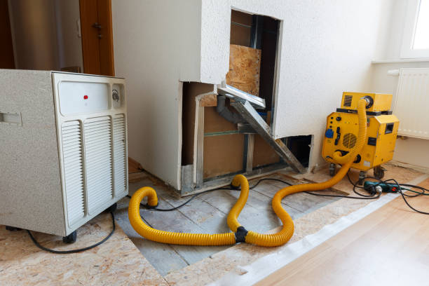 Professional Mold Removal in Alderwood Manor, WA